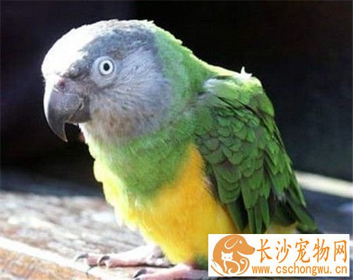 塞内加尔鹦鹉聪明吗 有模仿及学话的能力