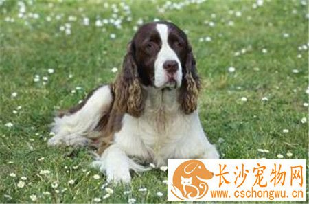 史宾格犬追鸟 史宾格犬追鸟是一种狗狗的本能