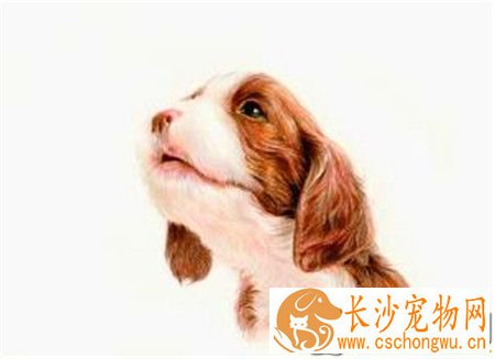 史宾格犬追鸟 史宾格犬追鸟是一种狗狗的本能