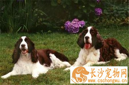 史宾格犬追鸟 史宾格犬追鸟是一种狗狗的本能