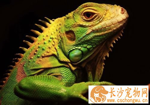 蜥蜴和壁虎的区别 最大的区别就是壁虎可以发声