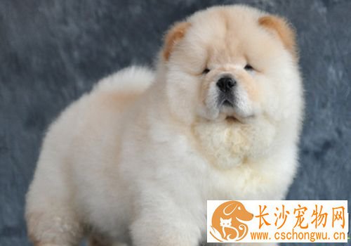 松狮犬打架厉害吗 松狮犬可以长时间的打架战斗