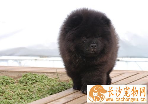 松狮犬打架厉害吗 松狮犬可以长时间的打架战斗