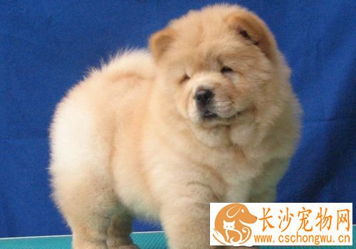 松狮犬打架厉害吗 松狮犬可以长时间的打架战斗