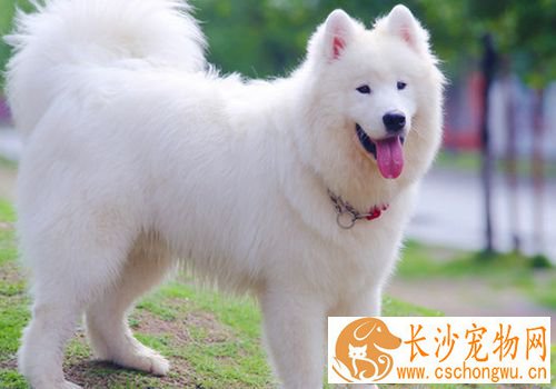 萨摩耶犬会看家吗 对比其他宠物来说适合看家