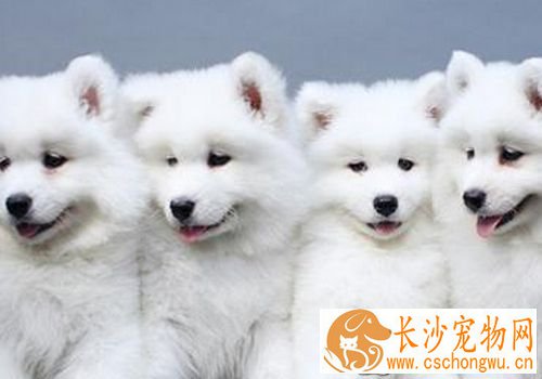 萨摩耶犬会看家吗 对比其他宠物来说适合看家