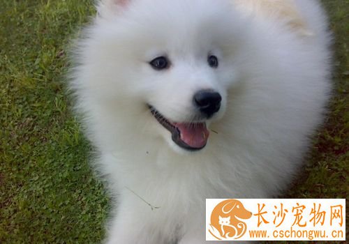 萨摩耶犬会看家吗 对比其他宠物来说适合看家