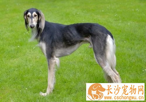 萨路基猎犬体味程度 萨路基猎犬体味程度适中