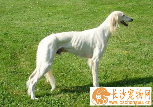 萨路基猎犬体味程度 萨路基猎犬体味程度适中