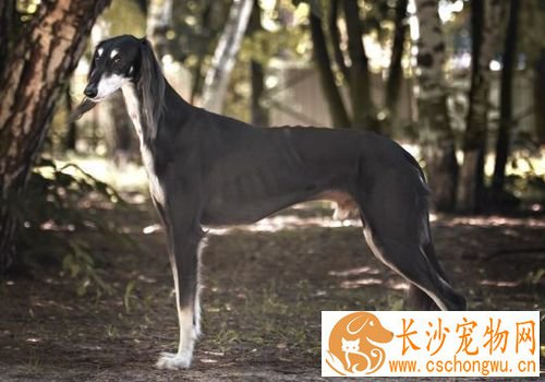 萨路基猎犬体味程度 萨路基猎犬体味程度适中