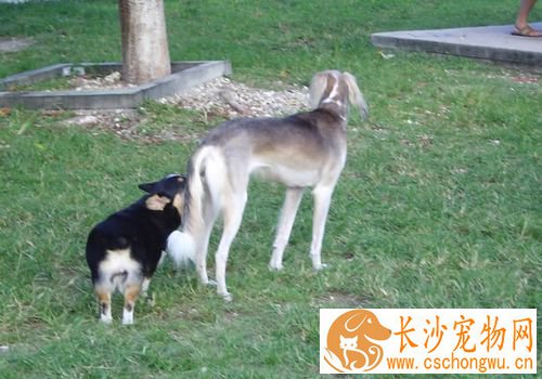 萨路基和陕西细狗区别 最重要的就是外观区别很大