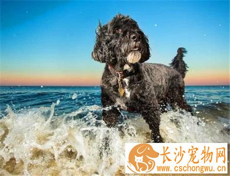 葡萄牙水犬特点 一种精力充沛而不夸张的狗
