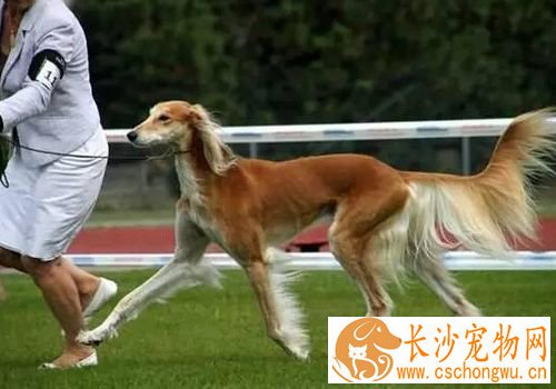 萨路基和格力犬那个好 萨路基的外观比较好看