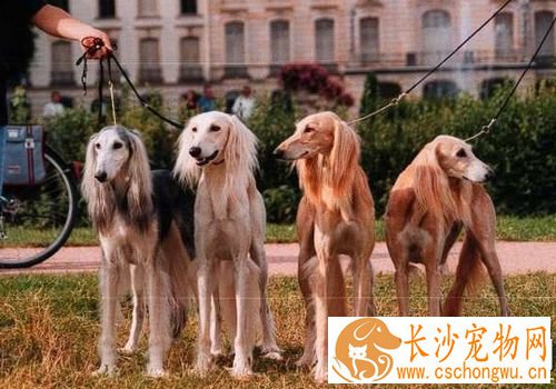 萨路基和格力犬那个好 萨路基的外观比较好看