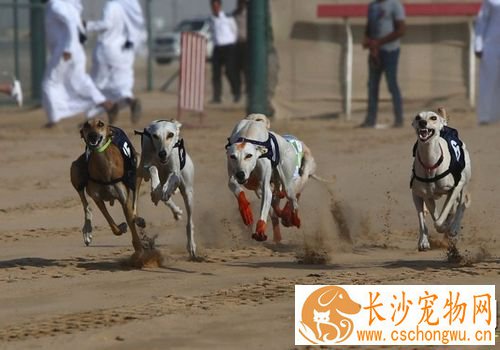 萨路基和格力犬那个好 萨路基的外观比较好看