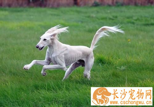 萨路基城里能养吗 适合在很空旷的地方饲养
