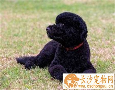 葡萄牙水犬可以看家吗 适合在水中工作的一种狗狗