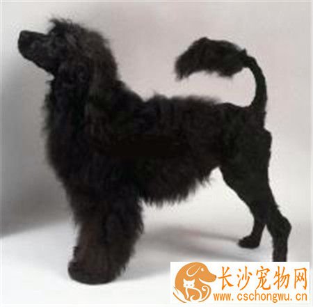 葡萄牙水犬可以看家吗 适合在水中工作的一种狗狗