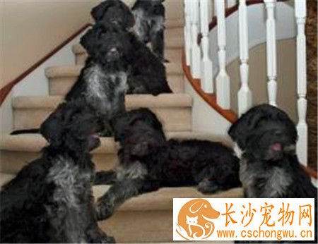 葡萄牙水犬可以看家吗 适合在水中工作的一种狗狗