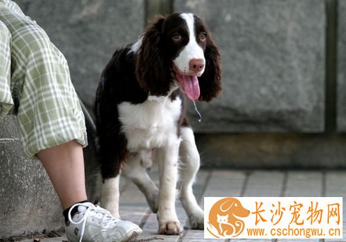 如何养好史宾格犬 要定时定量喂养史宾格犬