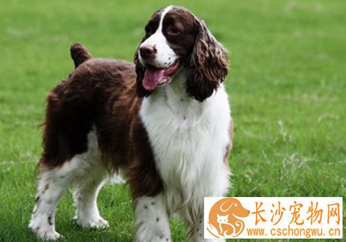 如何养好史宾格犬 要定时定量喂养史宾格犬