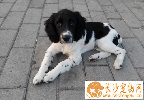 如何养好史宾格犬 要定时定量喂养史宾格犬