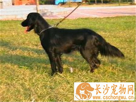 平毛寻回犬可否吃盐 可以吃盐但不能吃太多