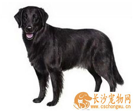 平毛寻回犬可否吃盐 可以吃盐但不能吃太多