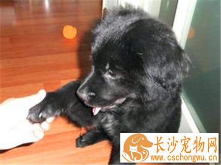 平毛寻回犬可否吃盐 可以吃盐但不能吃太多