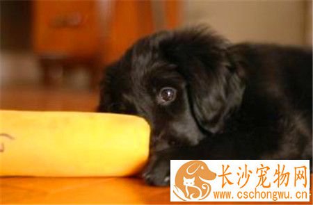 平毛寻回犬好不好养 是非常好养的狗狗品种