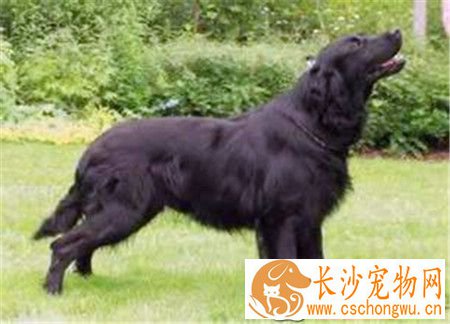 平毛寻回犬好不好养 是非常好养的狗狗品种