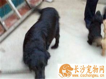 平毛寻回犬好不好养 是非常好养的狗狗品种