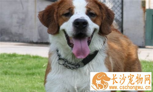 圣伯纳犬吃饭吗 最好吃狗粮吃饭也是可以的