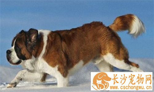 圣伯纳犬吃饭吗 最好吃狗粮吃饭也是可以的