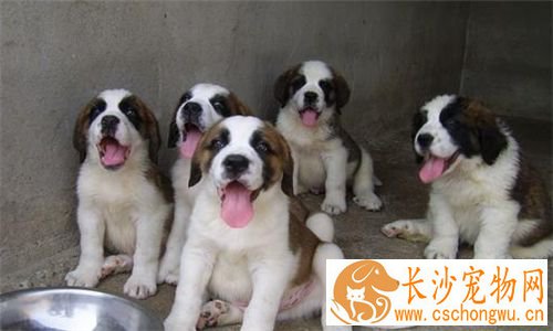 圣伯纳犬吃饭吗 最好吃狗粮吃饭也是可以的
