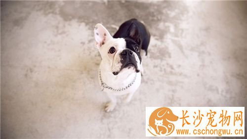 法国斗牛犬好吗 这个得看个人的喜好来决定