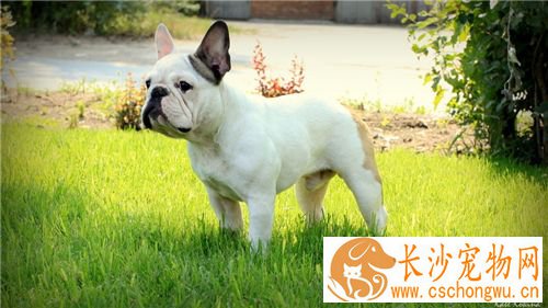 法国斗牛犬好吗 这个得看个人的喜好来决定