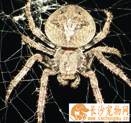 蜘蛛有血吗 蜘蛛是有血液的颜色是青绿色