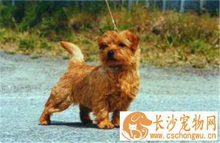 罗福梗犬好养吗 罗福梗是一种非常好的狩猎犬