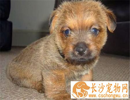 罗福梗犬好养吗 罗福梗是一种非常好的狩猎犬