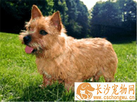 罗福梗犬好养吗 罗福梗是一种非常好的狩猎犬