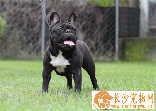 法国斗牛犬鉴别 法国斗牛犬呈现正方形的脑袋