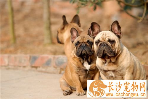 法国斗牛犬鉴别 法国斗牛犬呈现正方形的脑袋