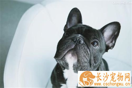 法国斗牛犬鉴别 法国斗牛犬呈现正方形的脑袋