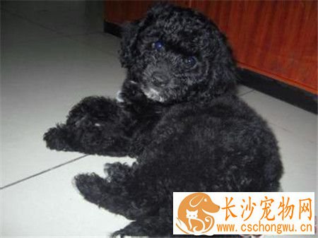 葡萄牙水犬特点 一种精力充沛而不夸张的狗