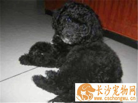 葡萄牙水犬如何辨别 颅骨顶部过于窄小吻部过长