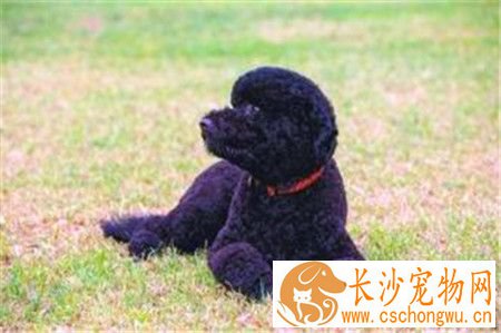 葡萄牙水犬如何辨别 颅骨顶部过于窄小吻部过长
