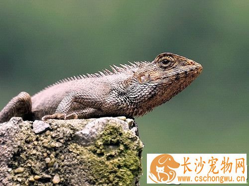 宠物蜥蜴的种类 四种常见容易饲养的宠物蜥蜴