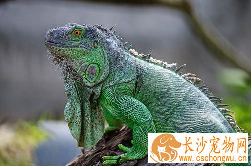 宠物蜥蜴的种类 四种常见容易饲养的宠物蜥蜴