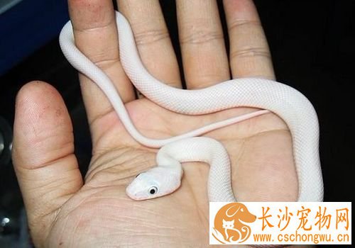 宠物蛇饲料 宠物蛇一般只吃活性的动物